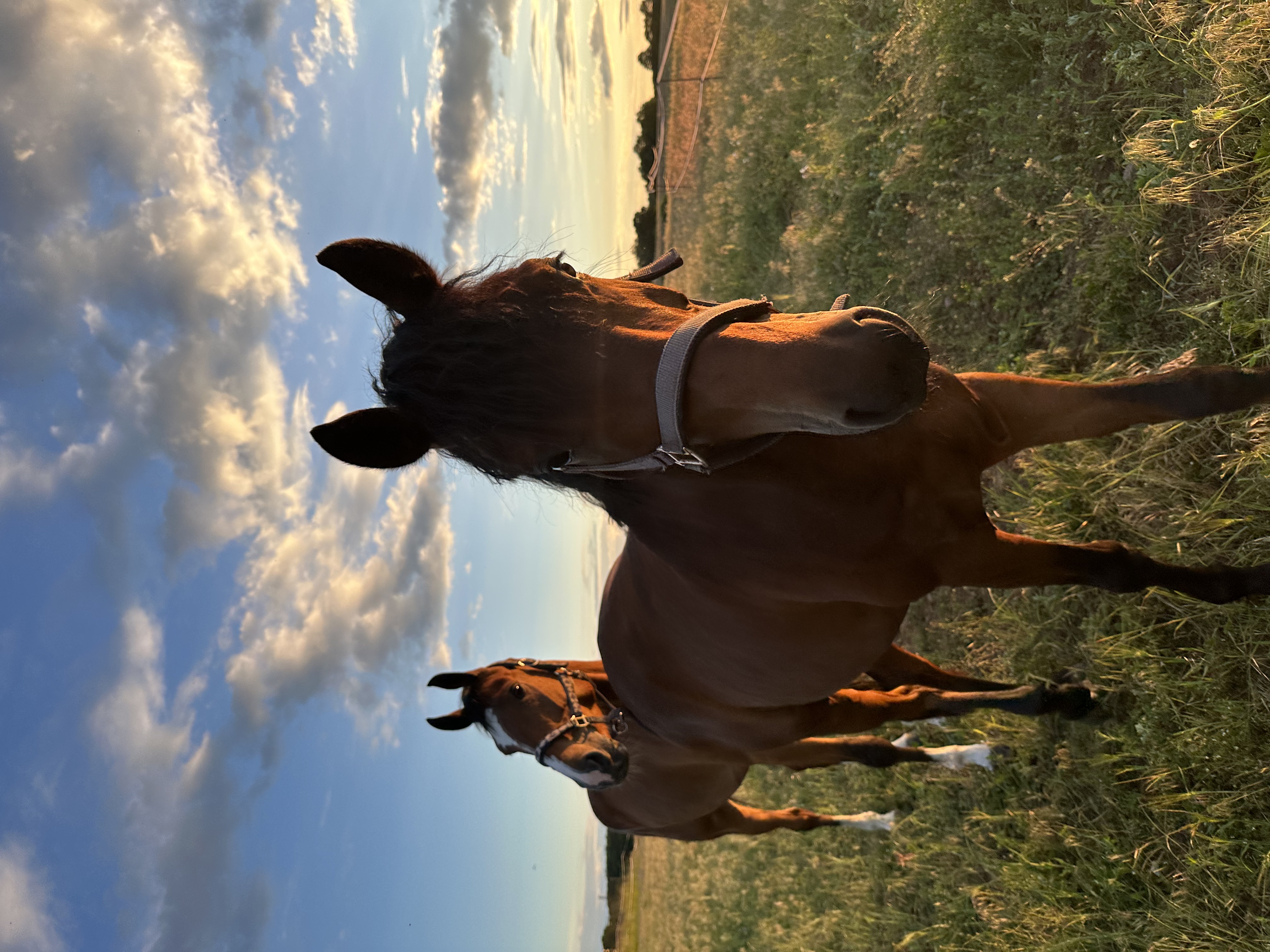 Bellage und Curt auf der Koppel